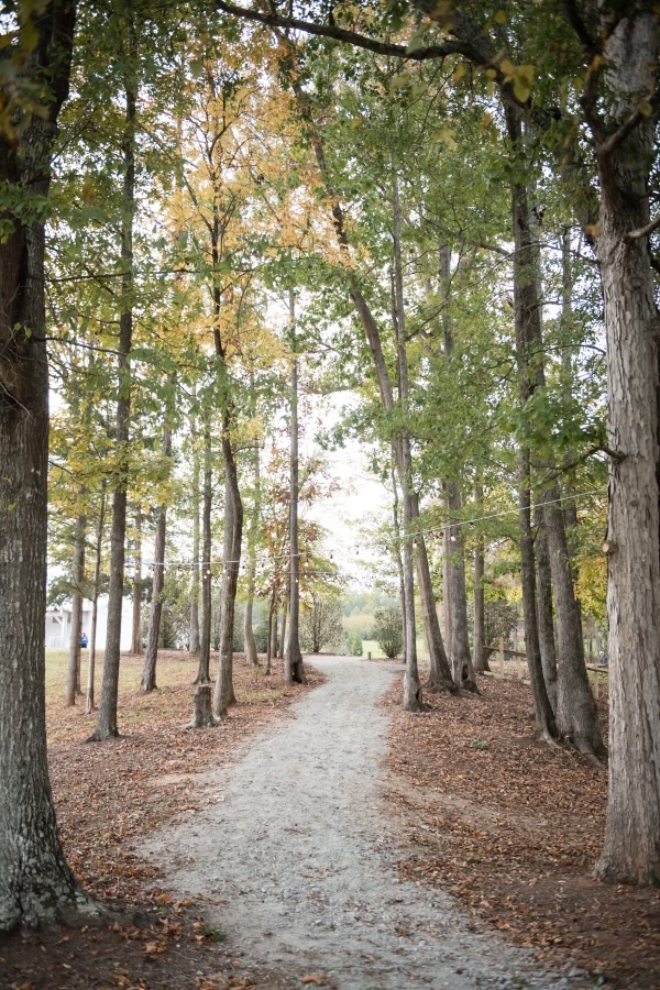 Tree-lined garden path with string lights at Heyward Manor