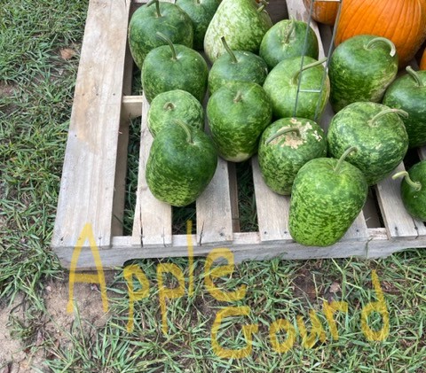 Apple Gourd - small apple-sized gourd