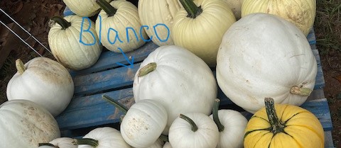 Blanco Pumpkin - white pumpkin variety