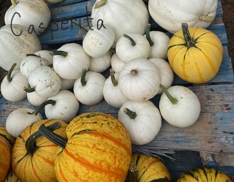 Casperita Pumpkin - small white variety