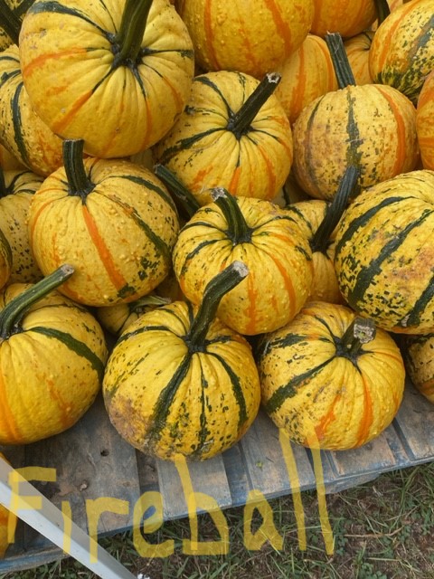 Fireball Pumpkin - bright orange variety