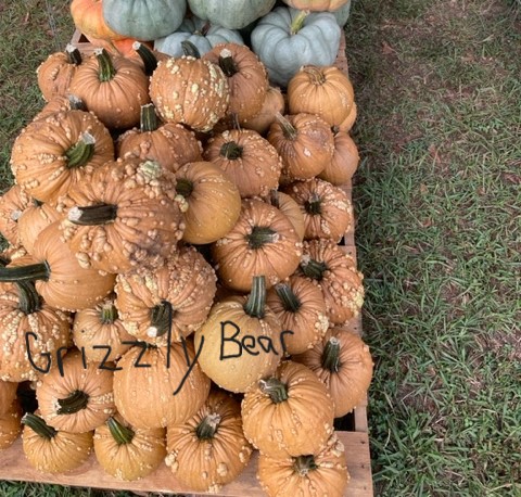 Grizzly Bear Pumpkin - rustic brown variety