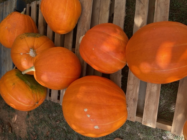 Pumpkins available at Charlie's Creek Nursery