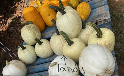 Tandy Pumpkin - classic orange variety
