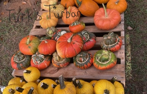 Turks Turban Gourd - colorful ornamental gourd
